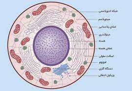 پاورپوینت تحلیل الکتریکی فیزیولوژی سلول