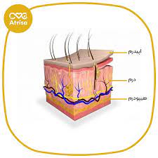 بافت پوست چیست؟