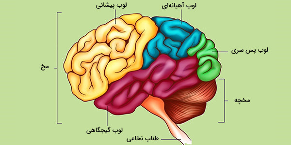 پاورپوینت قشر مخ