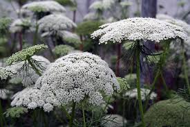 پاورپوینت Ammi visnaga خانواده جعفری (ppt) 22 اسلاید