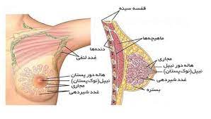 پاورپوینت پیشگیری از سرطان پستان